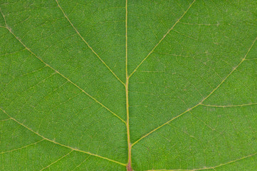 Bright green leaf
