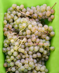 Helle Weintrauben aus eigener Ernte aus dem garten