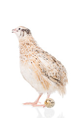 Cute adult quail