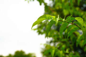 Fototapeta na wymiar Green leave buds. Green leave background