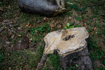 stump with green grass in forest