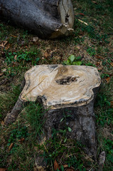 Fototapeta premium stump with green grass in forest