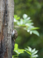 treecreeper (Certhia familiaris)