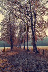 Fototapeta premium autumn trees in the forest, Indian Summer.