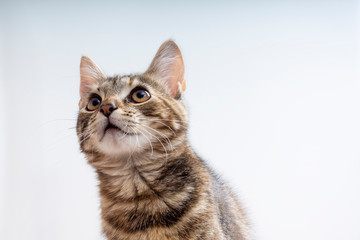 Attentive face of a kitten