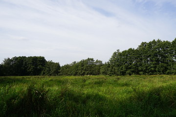 Wiese in der Aalbeek-Niederung