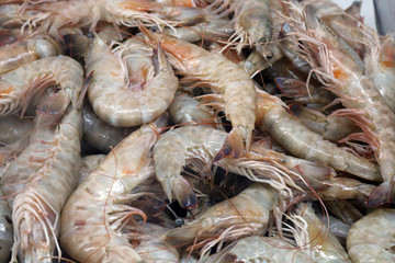 The shrimp is resting and waiting for a mouth