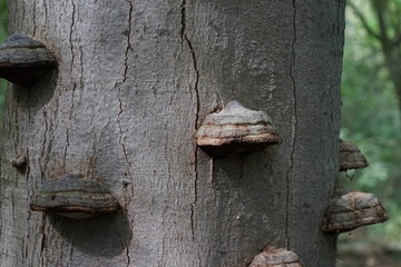 Pilze an einem abgestorbenen Baumstamm 