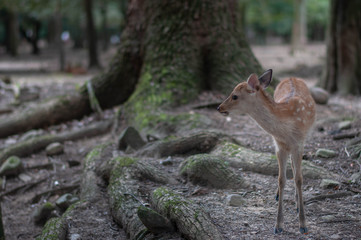 森の中の子鹿