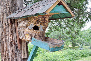 Pigeons in the city and in nature.