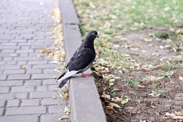 Pigeons in the city and in nature.