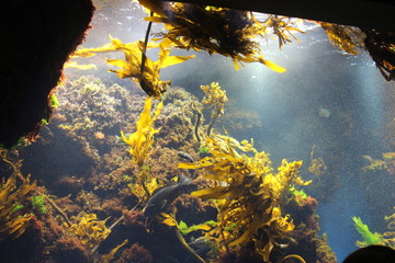 水族館にて