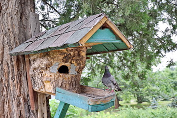 Pigeons in the city and in nature.