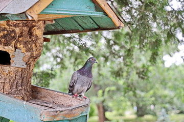 Pigeons in the city and in nature.