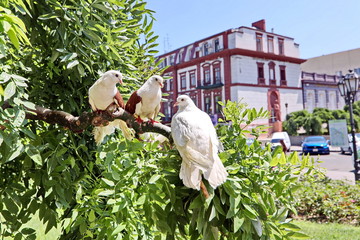 Pigeons in the city and in nature.
