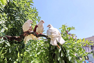 Pigeons in the city and in nature.