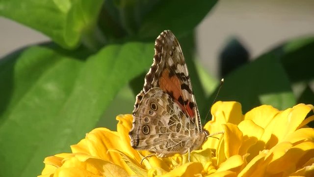 Ein Distelfalter (Schmetterling) bohrt mit seinem Saugr&uuml;ssel tief in einer gelbe Zinnienbl&uuml;te
