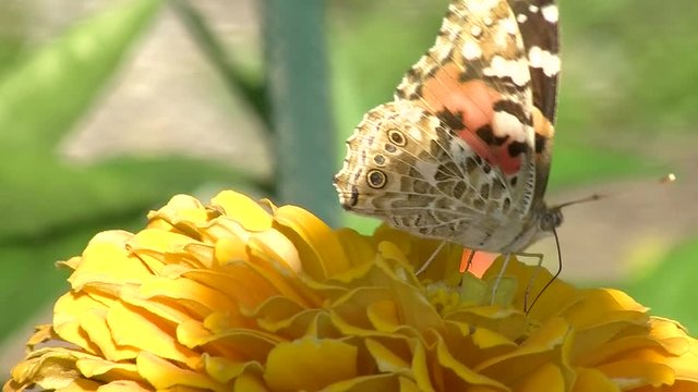 In einer gelben Zinnienbl&uuml;te saugt ein Distelfalter (Schmetterling) Bl&uuml;tennektar