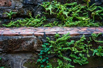 green grasses growing in cement stairs