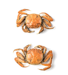 Crab on a white background
