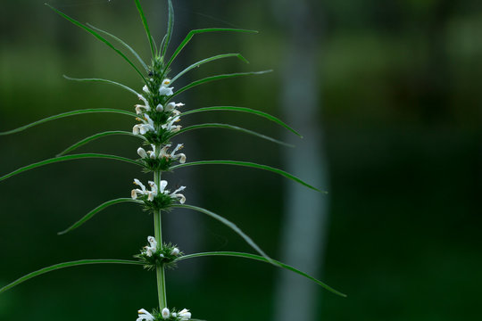 Blooming Hemp plant, (Cannabis sativa L. subsp. Sativa) with early white Flowers, cannabis sativa leaves,  close-up of hemp.