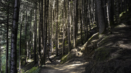 path in forest