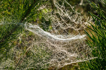 drops of morning dew on a spider web on pine branches at sunrise
