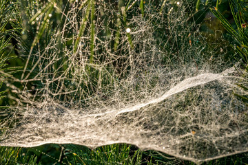 drops of morning dew on a spider web on pine branches at sunrise