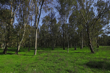 Eucalyptus trees ; Eucalyptus globulus