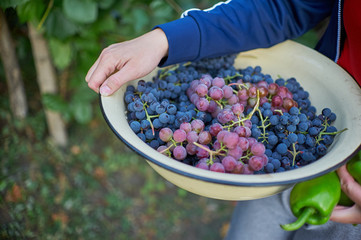 grapes in basket
