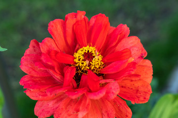 Rote blume mit Roeten Blätter im Garten