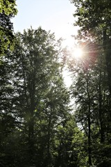 sun in the forest