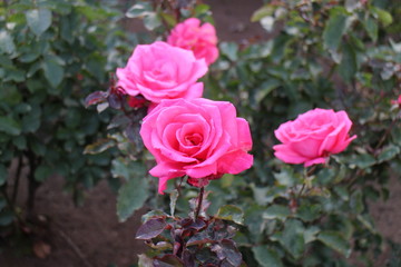 バラの花