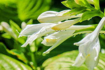 Obraz premium white flowers hosts on a beautiful background