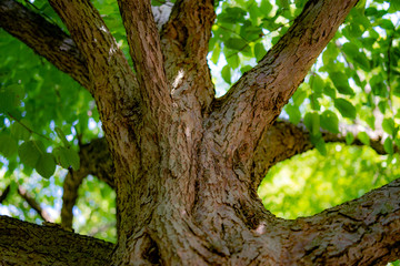 tree in the forest