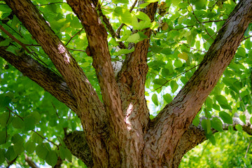 tree with green leaves