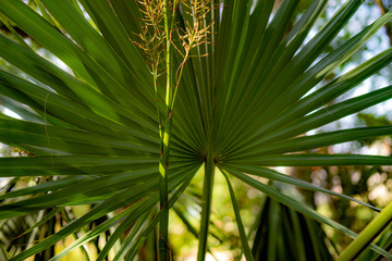 Fototapeta na wymiar palm leaves