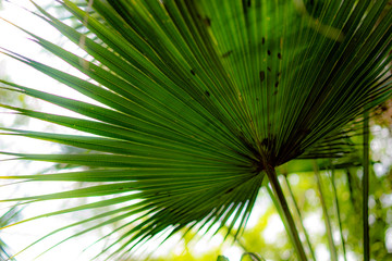 Obraz na płótnie Canvas leaf of palm tree