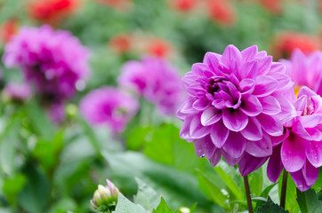 Fototapeta premium Blurred picture of pink flower and blur background in the garden