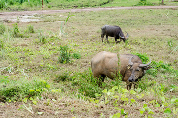 Water buffalo or domestic Asian water buffalo (Bubalus bubalis)