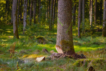 Tree prepared to cut. Partially felled tree in the forest. Environment, deforestation concept
