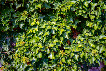 background of green leaves