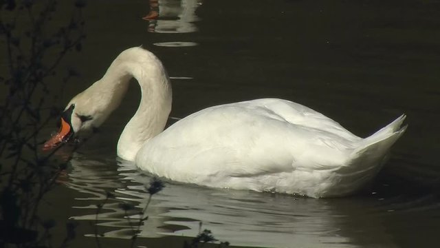Ein wei&szlig;er Schwan "gr&uuml;ndelt" am Flussufer