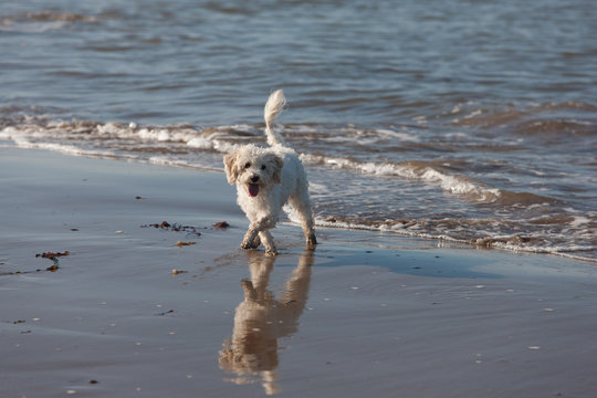 Pet cavachon bitch walking cross legged at water's edge at the seaside reflection