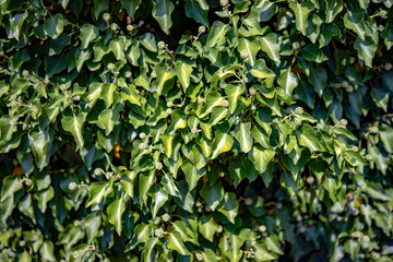 background of green leaves