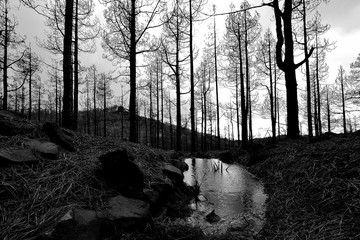 A puddle of water in a winter forest