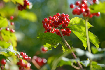 Red ripe berries of viburnum. A branch of red viburnum in the garden or in the forest. Autumn berry, colorful natural background. Wallpaper or image for design with viburnum. Guelder rose.