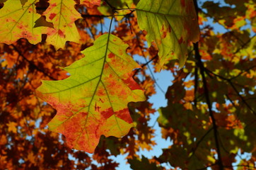 autumn leaves background