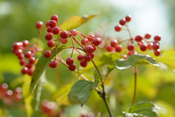 Red ripe berries of viburnum. A branch of red viburnum in the garden or in the forest. Autumn berry, colorful natural background. Wallpaper or image for design with viburnum. Guelder rose.