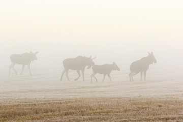 Moose flock walking on a field in autumn fog